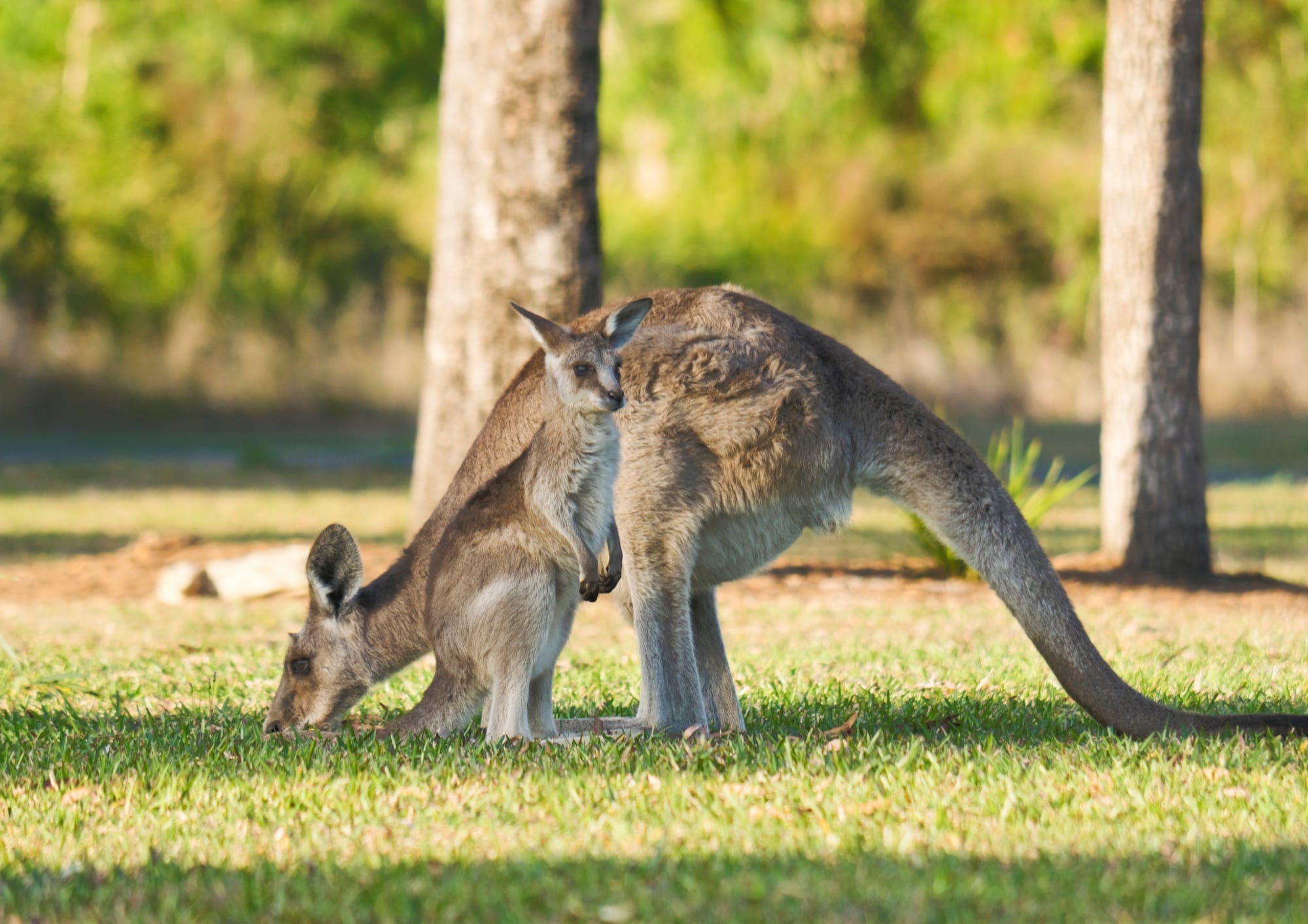 Australia Zoo Events and Animal Encounters | M1 Resort