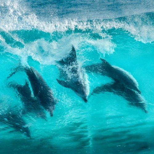 sunshine-coast-dolphins-1